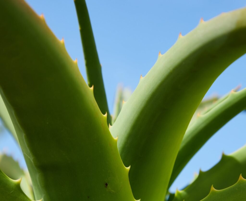 AMLA ALOE VERA JUICE ​